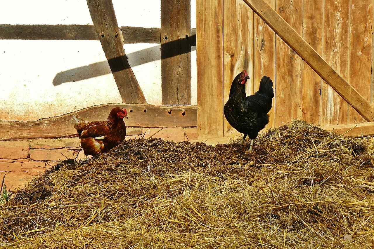 Panduan Pemula, Ini Cara Mengubah Kotoran Ayam Menjadi Pupuk Organik